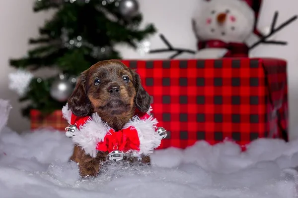 Adorable Studio Portraits Dachshund Puppies Dressed — Stock Photo, Image