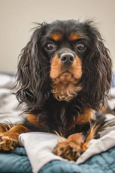 Cavalier King Charles Spaniel Ready Bed — Stock Photo, Image