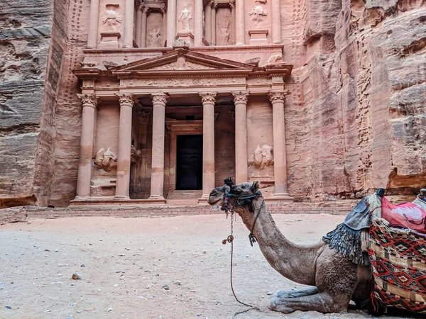 Fechar Foto Camelo Com Assento Tradicional Frente Tesouro Petra — Fotografia de Stock