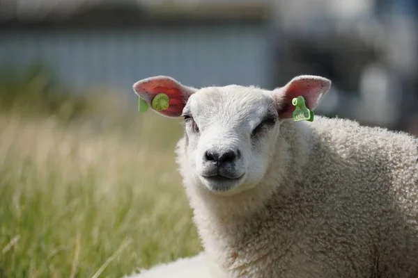 Een Close Van Een Schaap Met Oormerken Kijkend Naar Camera — Stockfoto