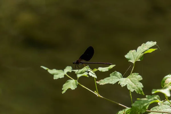 Κοντινό Πλάνο Μιας Έβενο Damselfly Κοσμήματα Calopteryx Maculata Που Στηρίζεται — Φωτογραφία Αρχείου