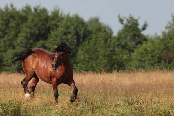 Poderoso Caballo Marrón Equus Ferus Caballus Corriendo Campo — Foto de Stock