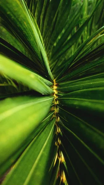 Plan Vertical Une Feuille Plante Verte Beau Choix Pour Les — Photo