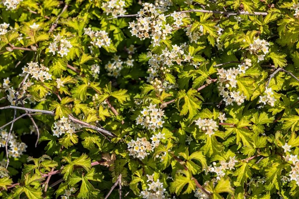 Primer Plano Flores Rockfoils Blancas Con Arbusto Verde —  Fotos de Stock