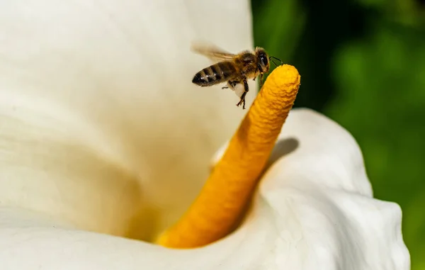 Пчела Собирает Пыльцу Цветка Каллы Лилии — стоковое фото