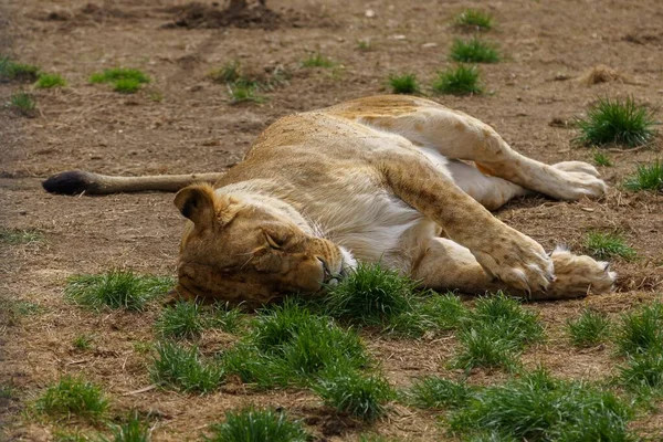 Eine Löwin Schläft Auf Dem Boden Zoo Der Stadt Tabor — Stockfoto