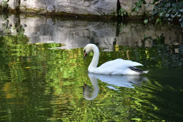 Nahaufnahme Eines Weißen Schwans Der Auf Einem Grünen Teich Schwimmt — Stockfoto