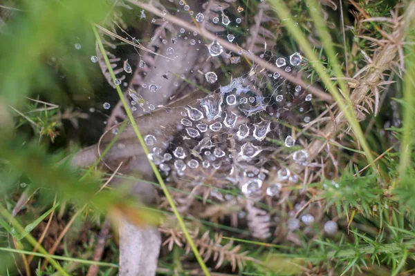 Spider Web Water Drops Rain — Stock Photo, Image