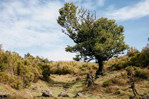 Een Schilderachtig Uitzicht Een Laurierboom Groeiend Fanal Woud Madeira Eiland — Stockfoto