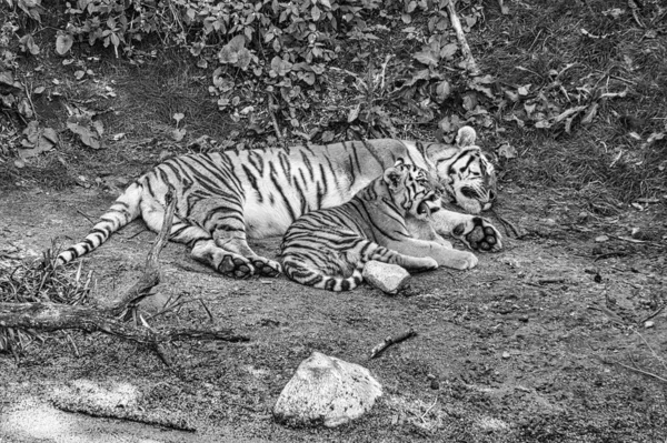 A grayscale shot of Siberian tiger mother with her cub lying relaxed on a meadow. powerful predatory cat