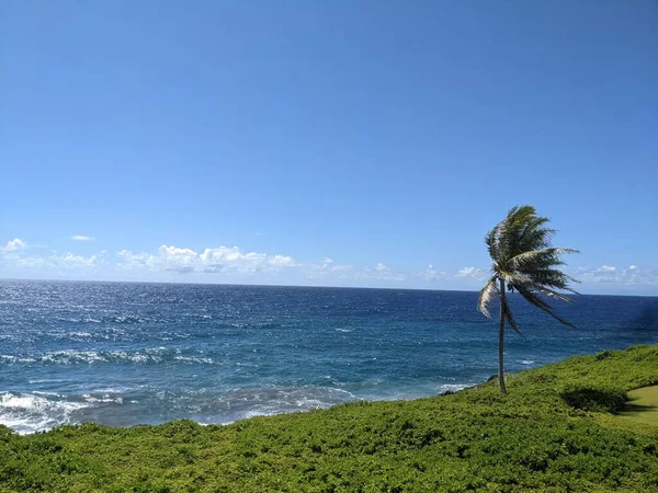 在蓝色的大海中 一棵棕榈树面对着绿色的悬崖 — 图库照片