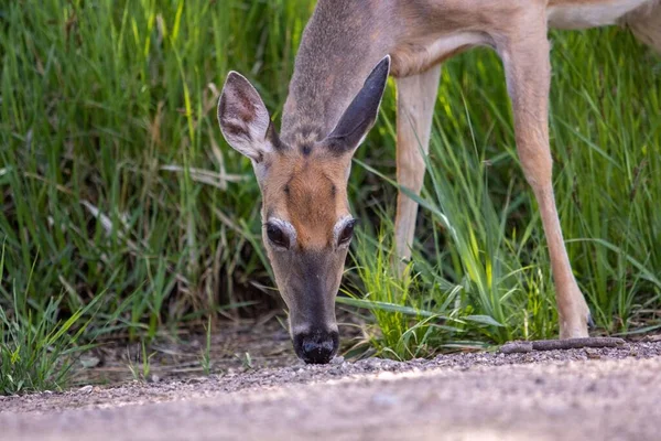 Doe Cautamente Sua Comparsa Nelle Black Hills Del Dakota Del — Foto Stock