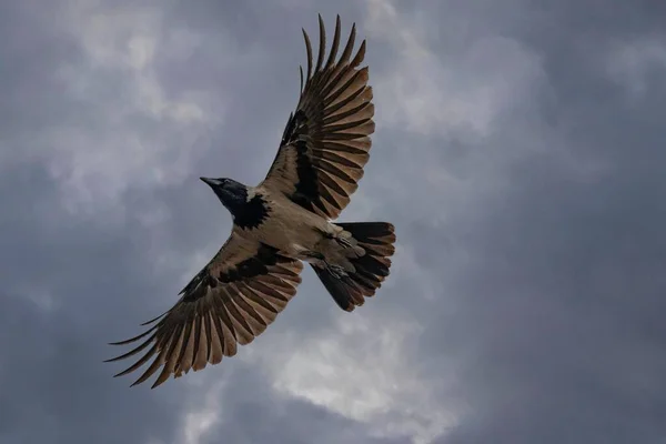 Ein Luftbild Einer Krähe Tiefflug Gegen Einen Bewölkten Himmel — Stockfoto