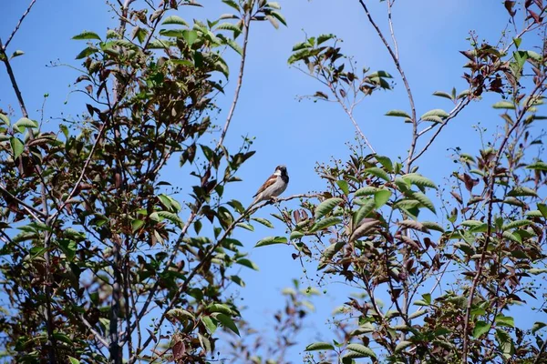 Ein Entzückender Eurasischer Baumsperling Thront Auf Grünem Ast Vor Blauem — Stockfoto