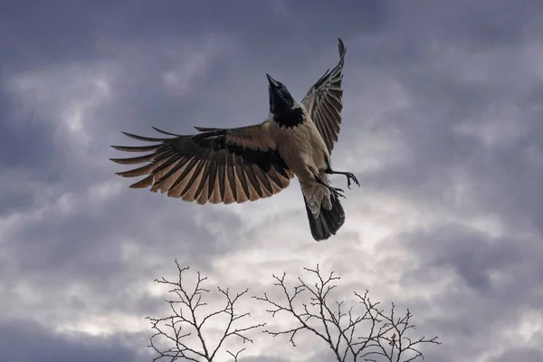 Низкий Угол Выстрела Ворона Полете Против Облачного Неба — стоковое фото