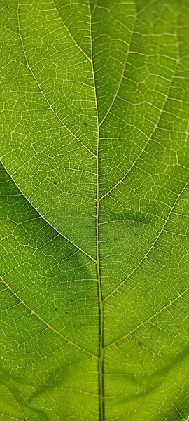詳細は緑の葉の垂直ショット — ストック写真