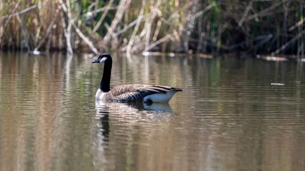 Canadian Goose Swimming Lake — Stock Photo, Image