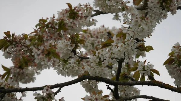 Ramo Árvore Cereja Florescente Com Flores Brancas — Fotografia de Stock