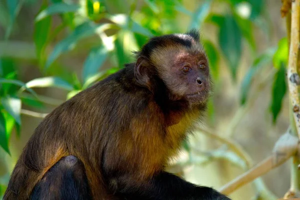 Fotos de Macaco prego marrom, Imagens de Macaco prego marrom sem royalties
