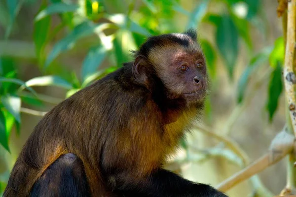 Macacos de bebê Macaco-aranha marrom Primata, macaco dos desenhos