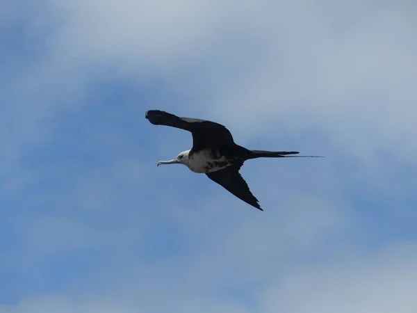 Uçan Bir Firkateyn Kuşu Kuzey Seymour Adası Galapagos Mayıs 2022 — Stok fotoğraf