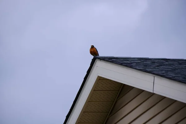 Low Angle Shot Adorable American Robin Perched Building Roof Clear — Stock Photo, Image