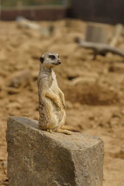 Cute Meerkat Zoo Tabor Czechia — Stock Photo, Image