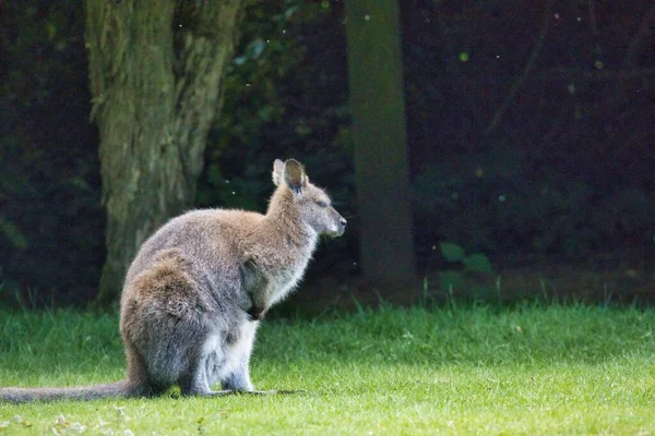 Une Vue Panoramique Kangourou Brun Assis Sur Herbe Dans Parc — Photo
