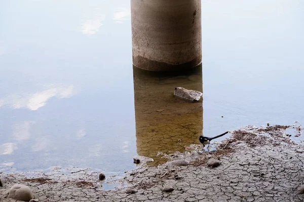 Uma Vista Magpie Eurasian Que Está Uma Costa Lago Parque — Fotografia de Stock