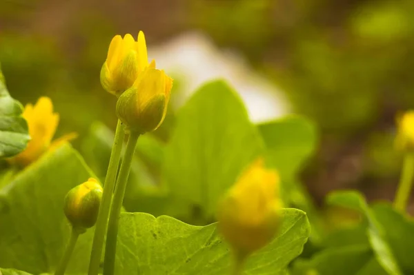 Close Flores Amarelas Menores Celandine Com Folhas Verdes Fundo Desfocado — Fotografia de Stock