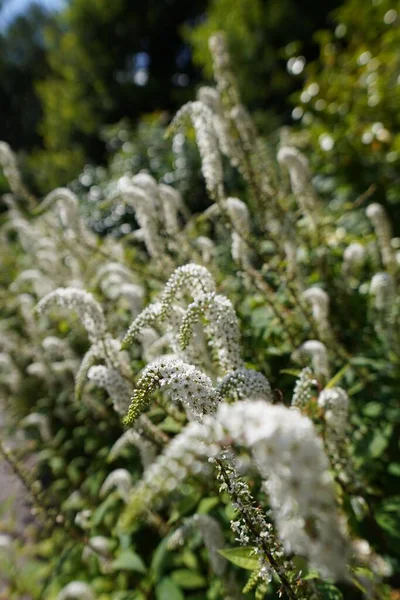 Selective Focus White Spiraea Flowers — Stock Photo, Image