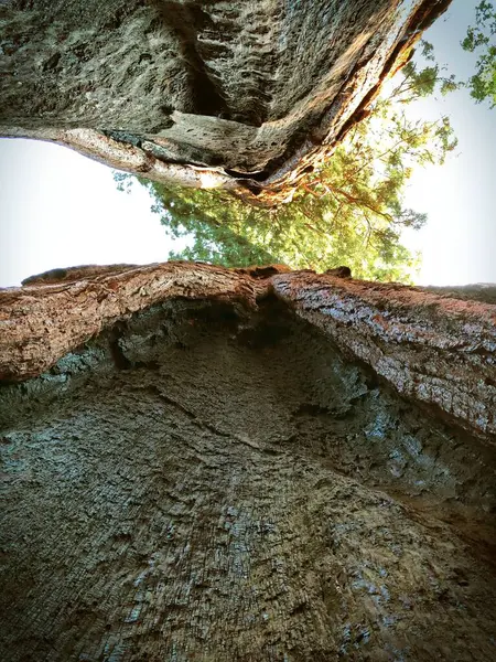 Ein Senkrechter Schuss Vom Fuß Der Redwood Bäume Richtung Kronendach — Stockfoto