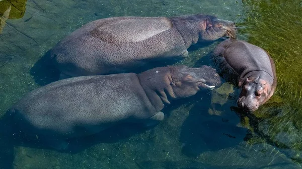 彼の家族と一緒に湖で赤ちゃんカバ入浴 肖像画 — ストック写真