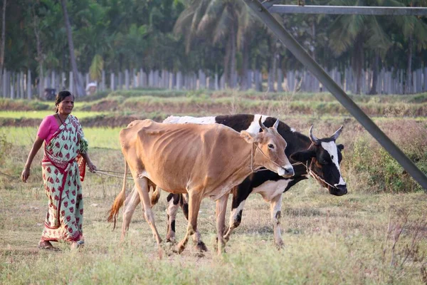 Красивый Горизонтальный Портрет Индийской Деревенской Женщины Идущей Вместе Коровами Женщина — стоковое фото