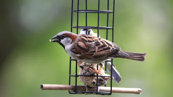 Closeup Sparrow Perched Bird Feeder Fat Balls — Stock Photo, Image