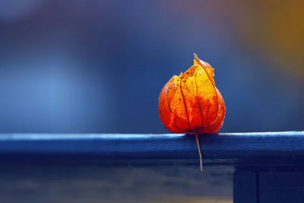 Egy Közeli Felvétel Egy Narancssárga Fizalisról Kék Homályos Háttérrel Szemben — Stock Fotó