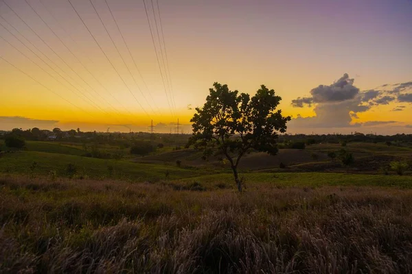 Vacker Solnedgång Landet Ensamt Träd Fältet Gröna Kullar Betesmarker Och — Stockfoto