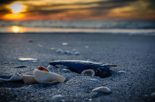 Primer Plano Conchas Marinas Playa Clearwater Florida Atardecer —  Fotos de Stock