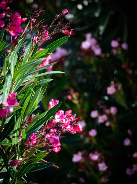 Вертикальный Снимок Розовых Цветов Догбанов — стоковое фото
