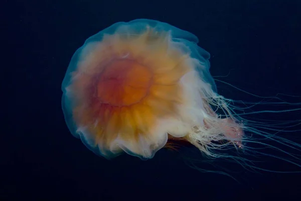 Detailní Záběr Oranžové Medúzy Plavající Baltském Moři — Stock fotografie