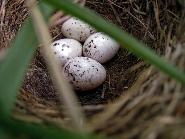 Cowbird Eieren Een Dickcissel Nest Cowbirds Leggen Hun Eieren Nesten — Stockfoto