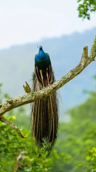 Eine Indische Pfaue Pavo Cristatus Thront Auf Einem Baum — Stockfoto