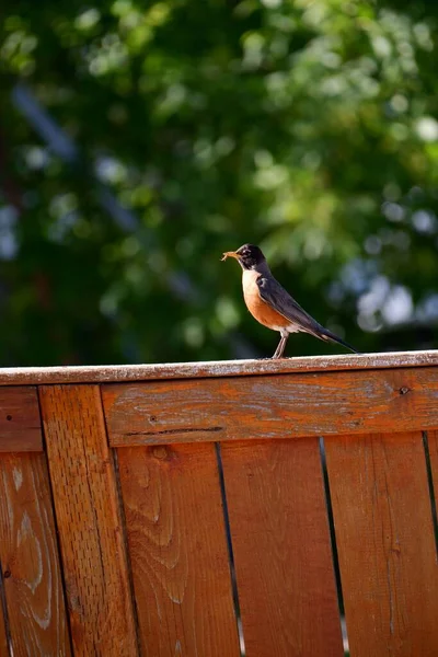 Side View Adorable American Robin Food Beak Wooden Fence — Stock Photo, Image