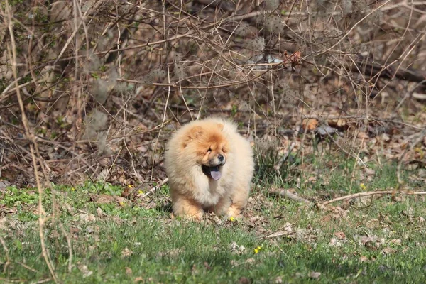 Lindo Chow Chow Caminando Sobre Hierba Con Lengua Hacia Fuera —  Fotos de Stock