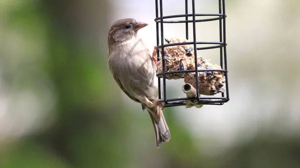 Closeup Sparrow Perched Bird Feeder Fat Balls — Stock Photo, Image
