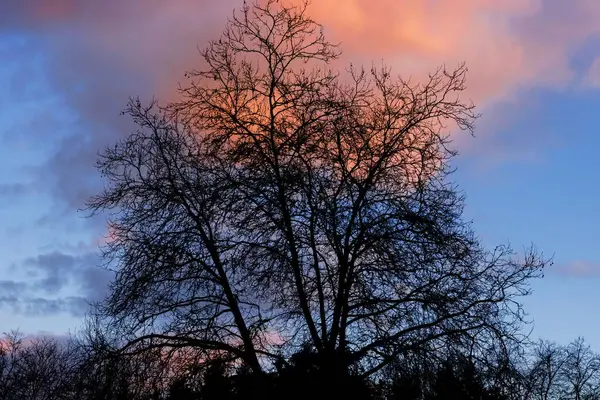 Una Vista Fascinante Una Puesta Sol Dorada Sobre Árbol —  Fotos de Stock