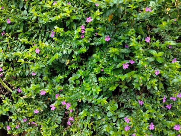 Lindas Flores Urze Falso Roxo Cultivadas Jardim Primavera — Fotografia de Stock