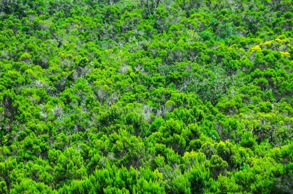 Foresta Selvatica Pino Foglie Texture Sfondo Gomera Isole Canarie — Foto Stock