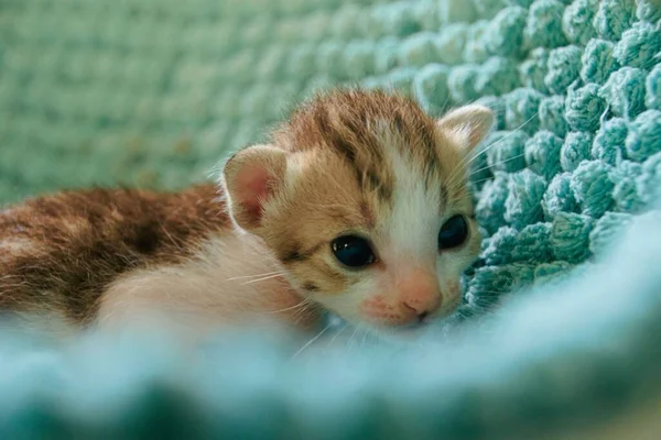 Sıcak Rahat Mavi Bir Battaniyenin Üzerinde Dinlenen Sevimli Minik Kedi — Stok fotoğraf