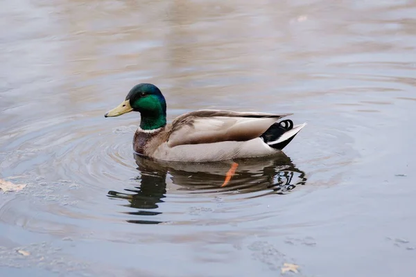 Closeup Male Mallard Duck Swimming Pond — Stock Photo, Image